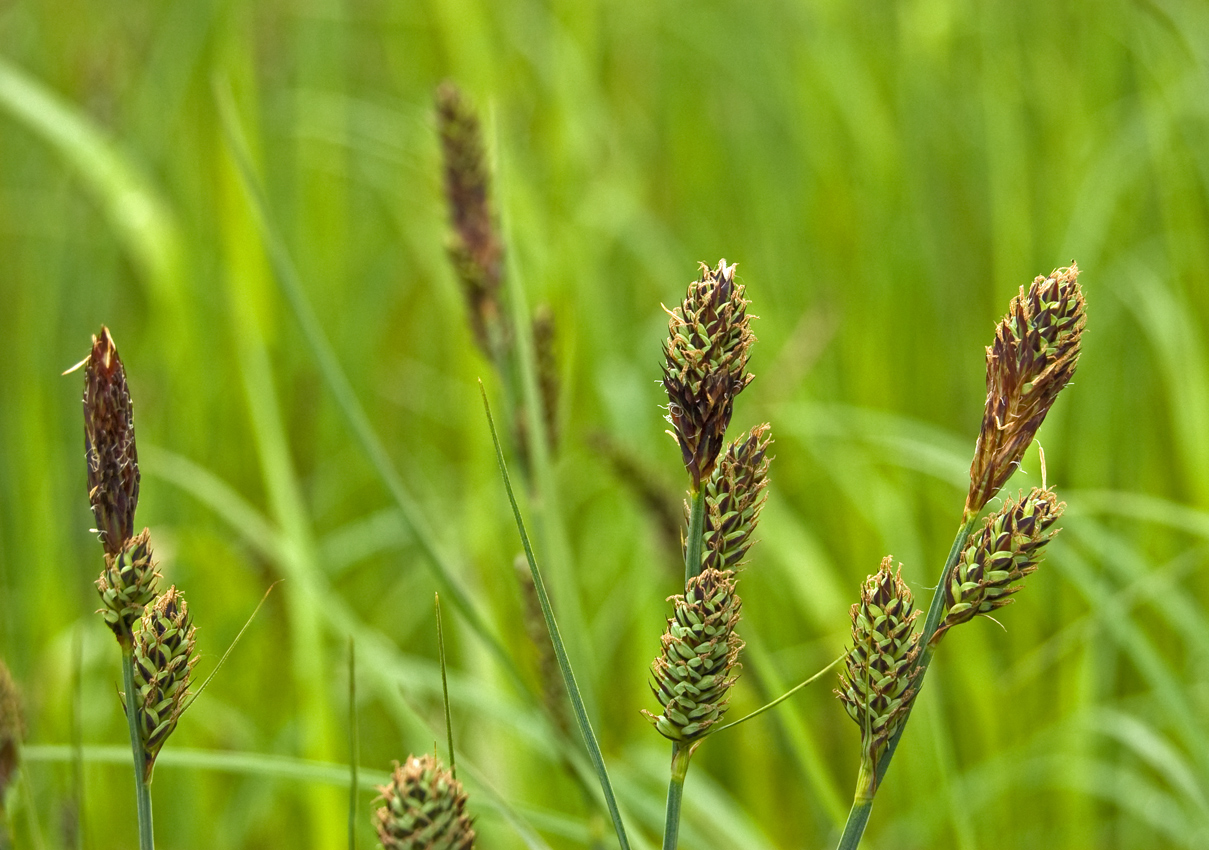 Image of Carex buxbaumii specimen.