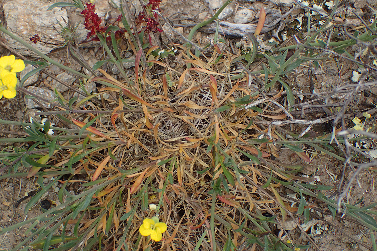 Изображение особи Erysimum pusillum ssp. hayekii.