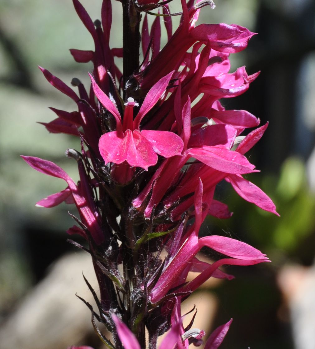 Image of Lobelia &times; speciosa specimen.