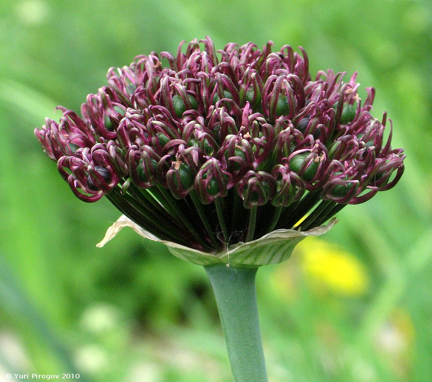 Image of Allium atropurpureum specimen.