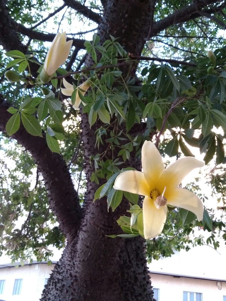 Image of Ceiba insignis specimen.