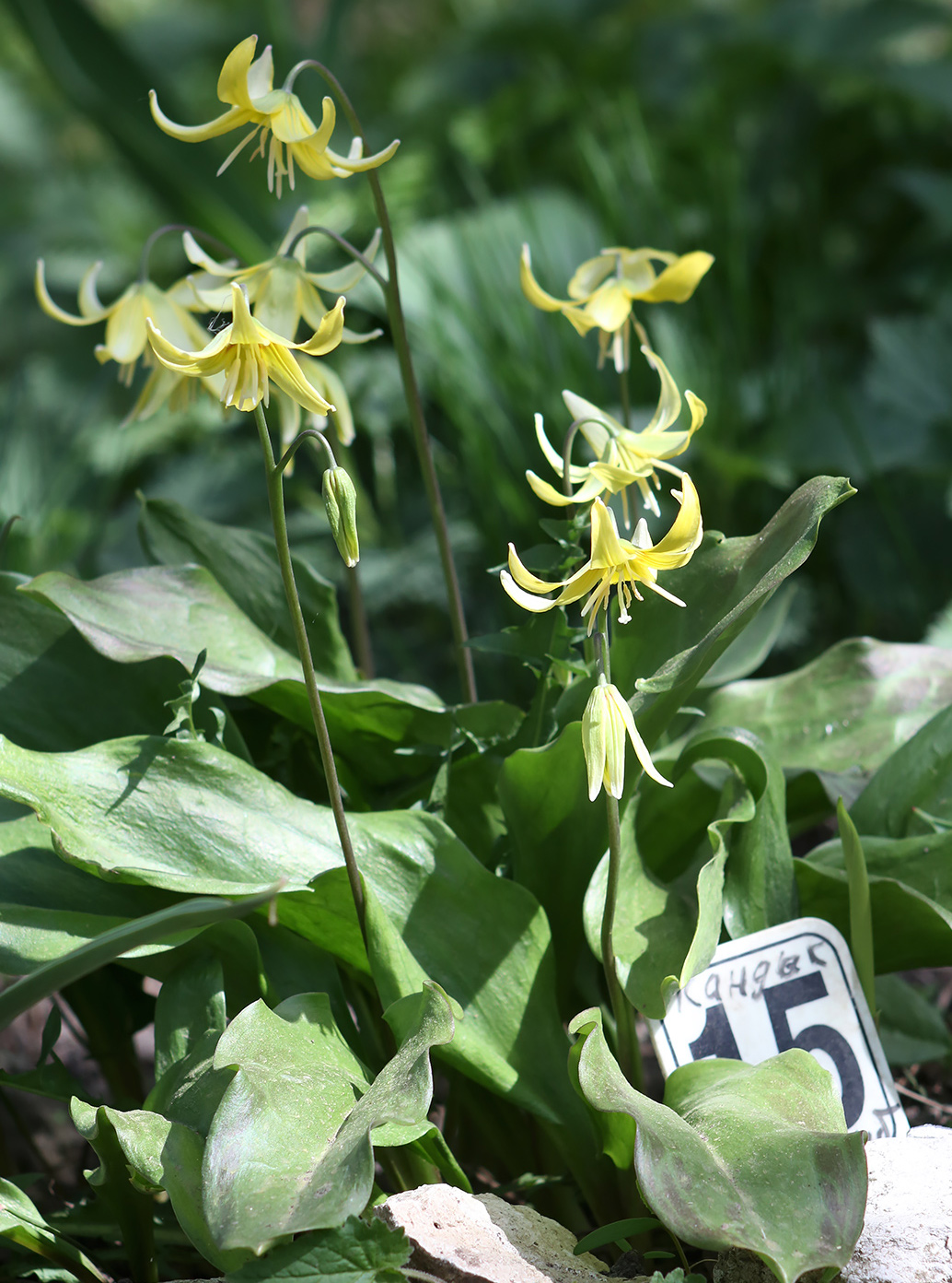 Изображение особи род Erythronium.