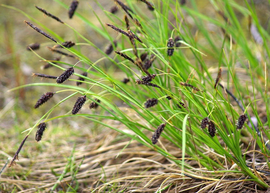 Изображение особи Carex saxatilis ssp. laxa.