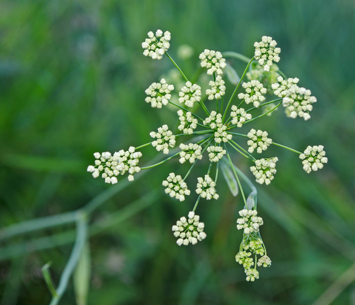 Image of Pimpinella nigra specimen.