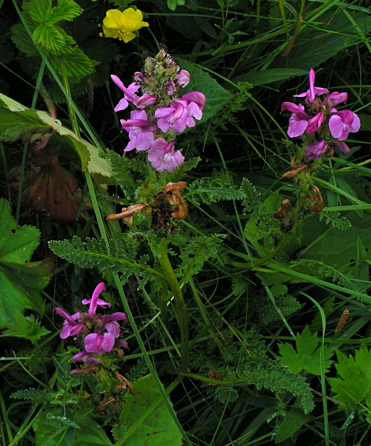 Image of Pedicularis uliginosa specimen.