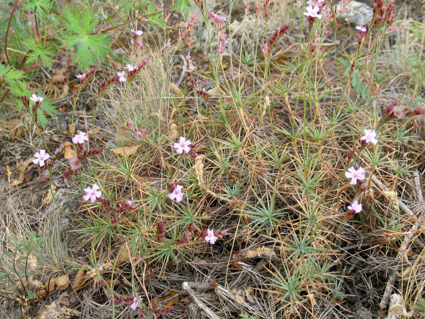 Image of Acantholimon alberti specimen.