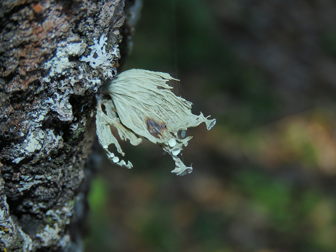 Image of Ramalina sinensis specimen.