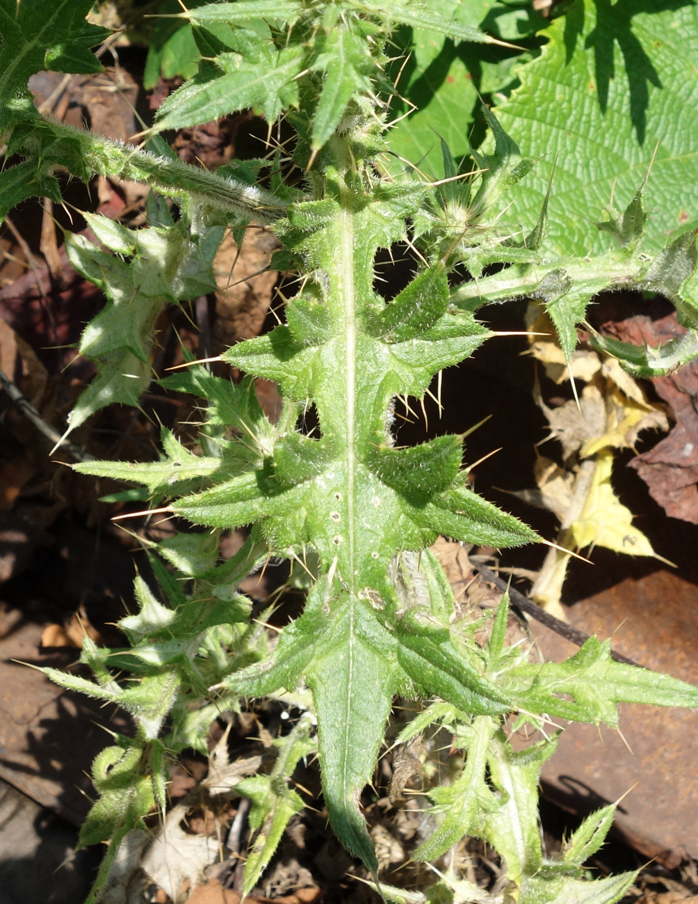 Image of Cirsium vulgare specimen.