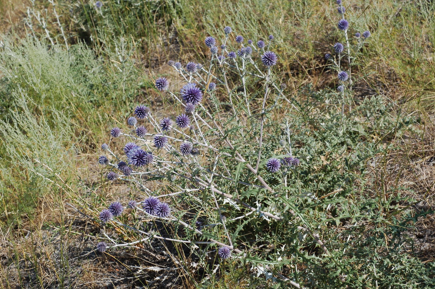 Image of Echinops albicaulis specimen.