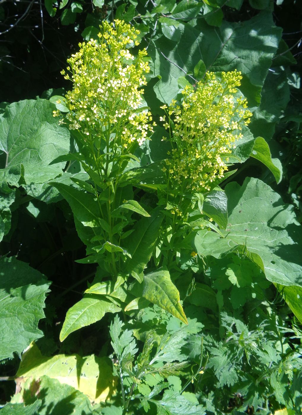 Image of Bunias orientalis specimen.