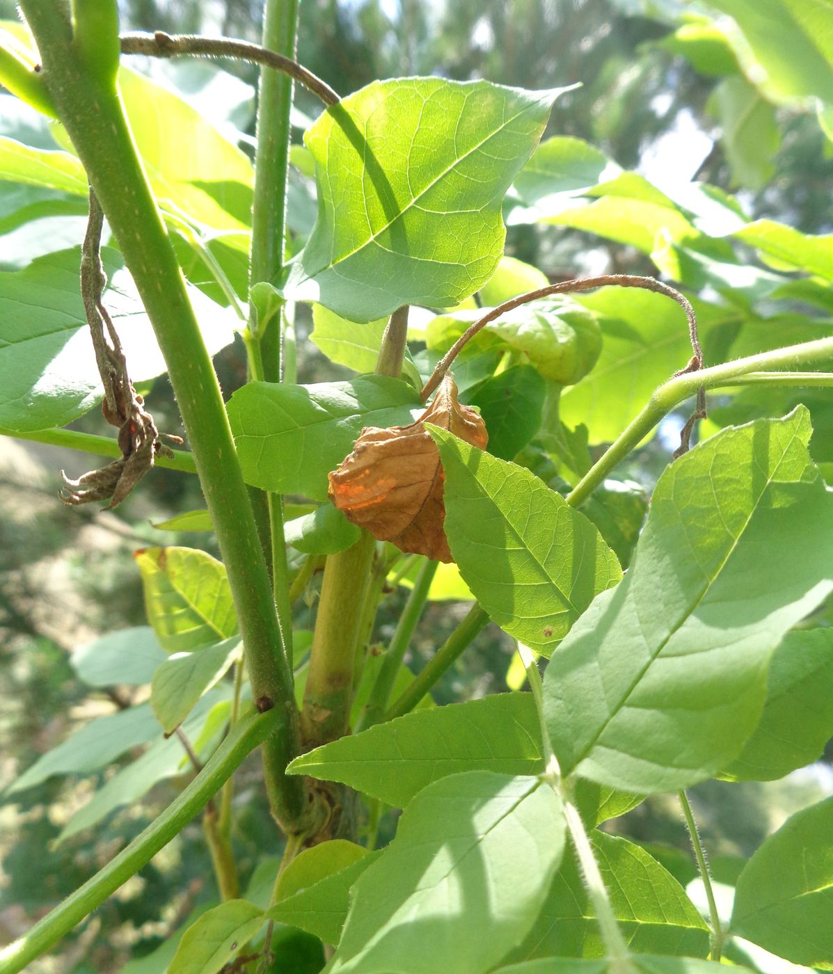 Image of Fraxinus pennsylvanica specimen.