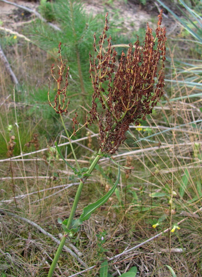 Изображение особи Rumex thyrsiflorus.