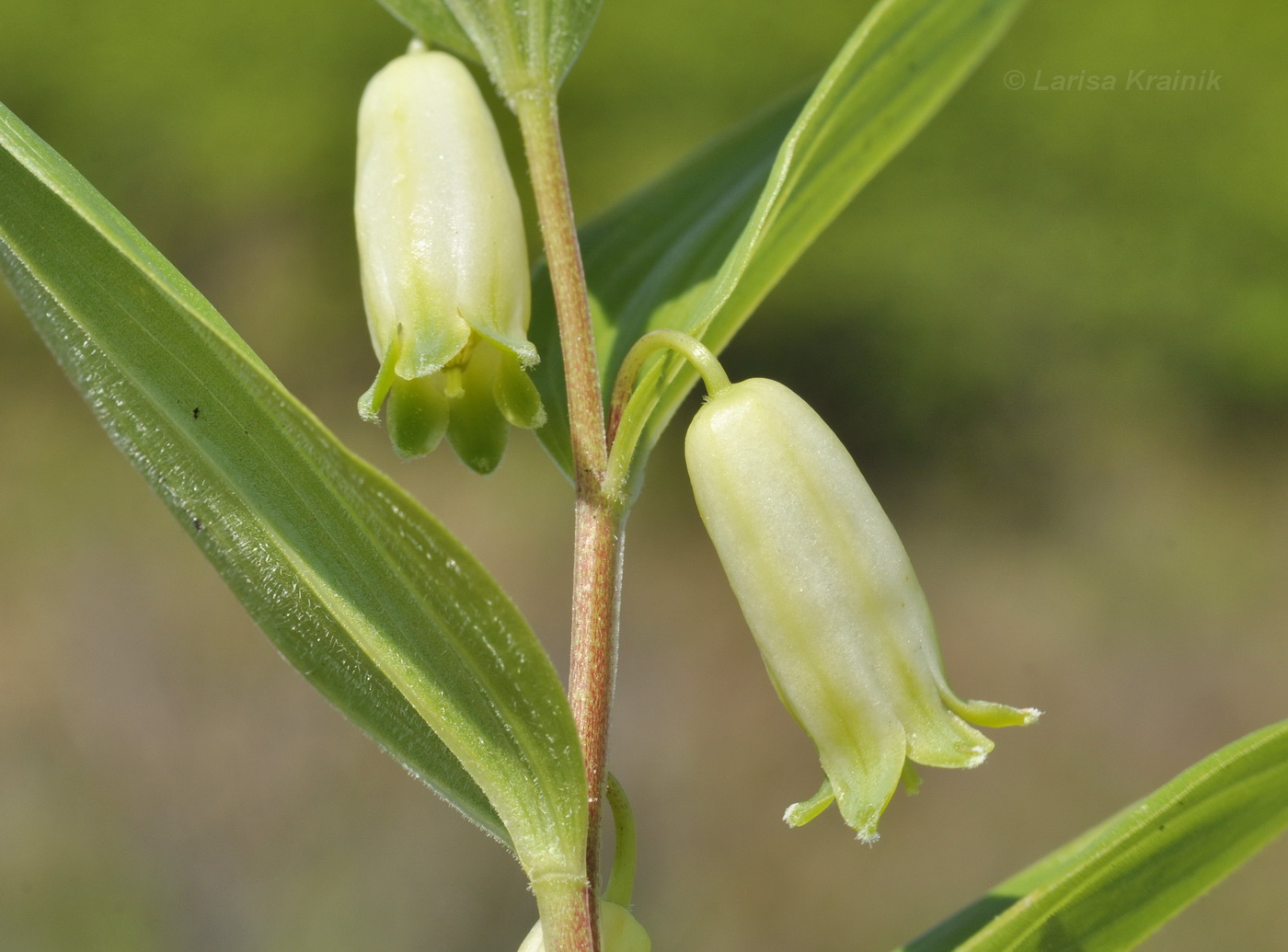 Изображение особи Polygonatum humile.