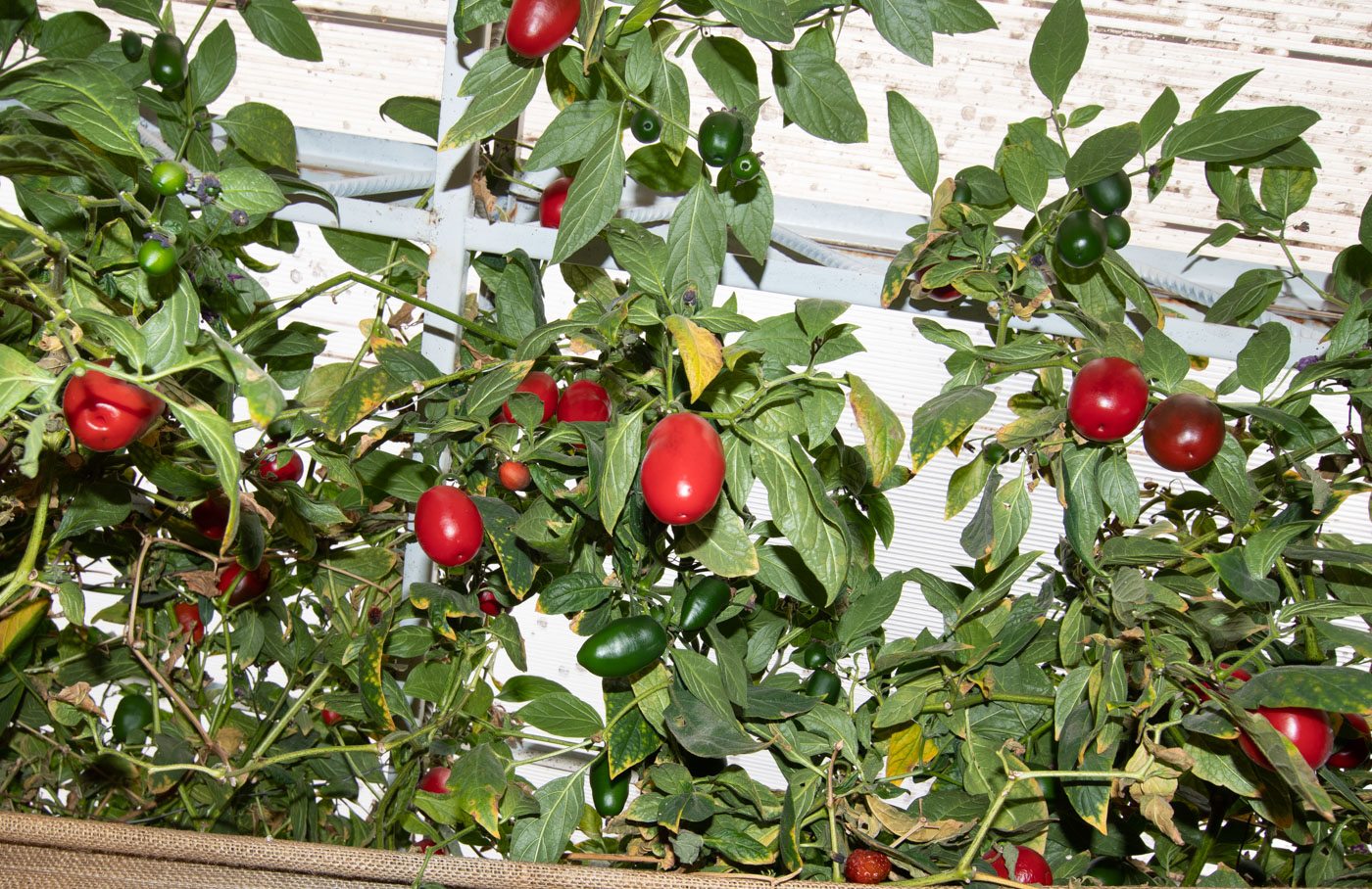 Image of Capsicum pubescens specimen.