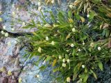 Смотреть изображение Cephalaria coriacea
