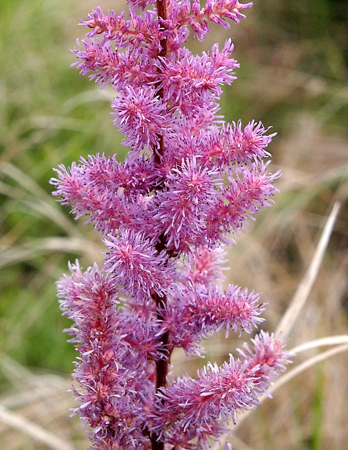 Image of Astilbe chinensis specimen.