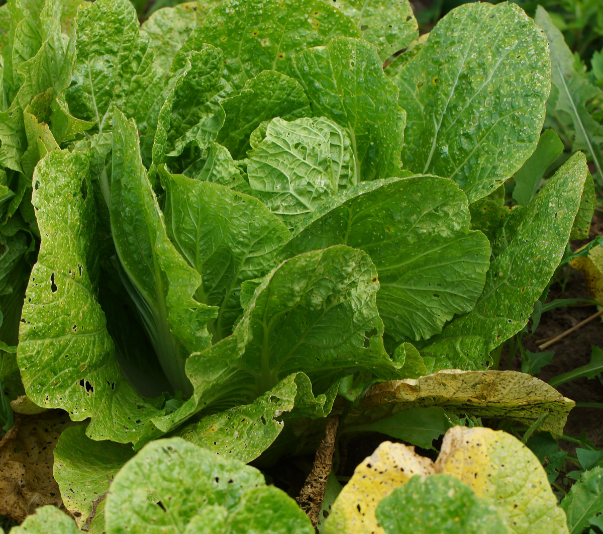 Image of Brassica rapa ssp. pekinensis specimen.