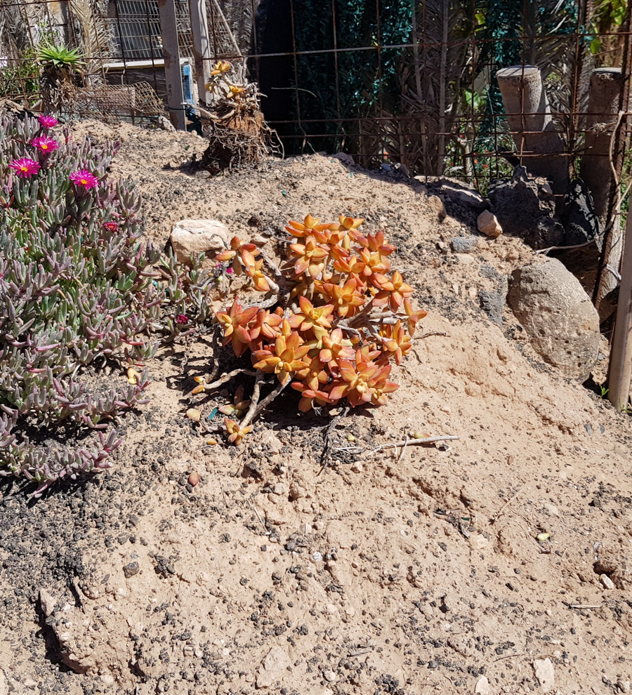 Image of Sedum adolphii specimen.