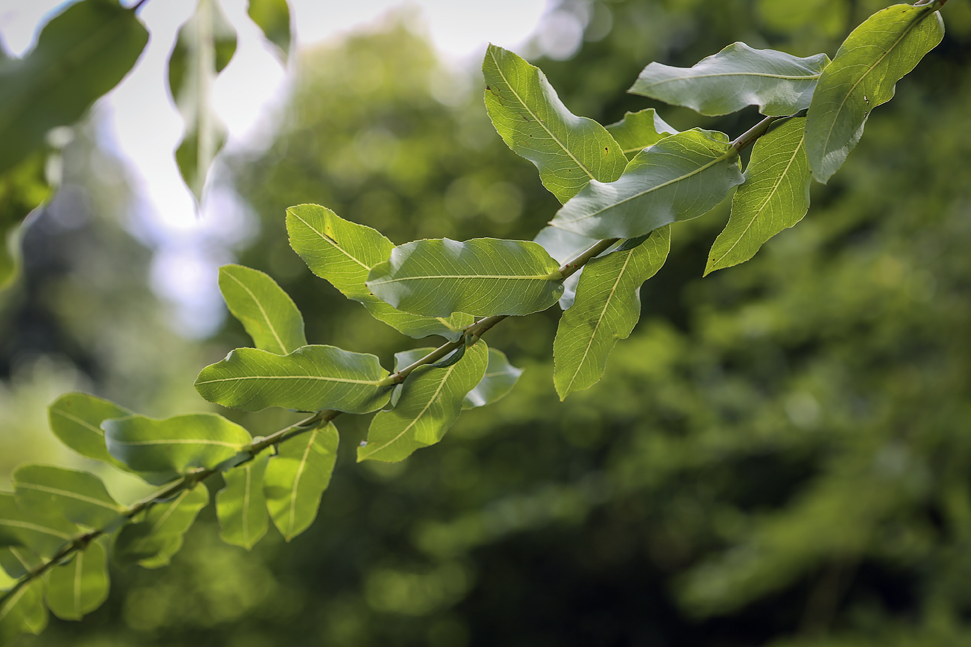 Image of genus Salix specimen.