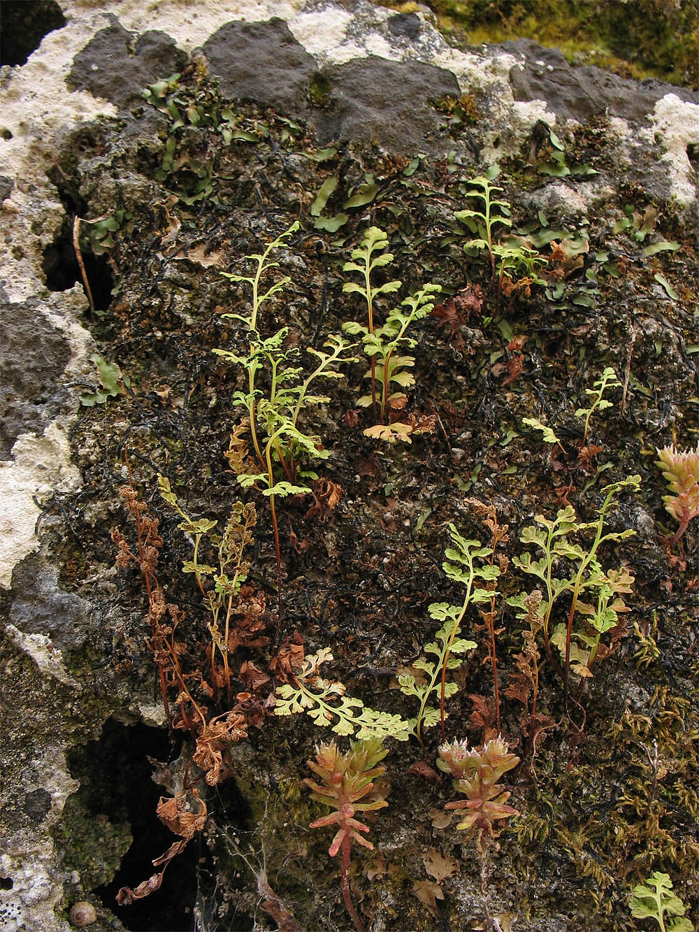 Изображение особи Anogramma leptophylla.