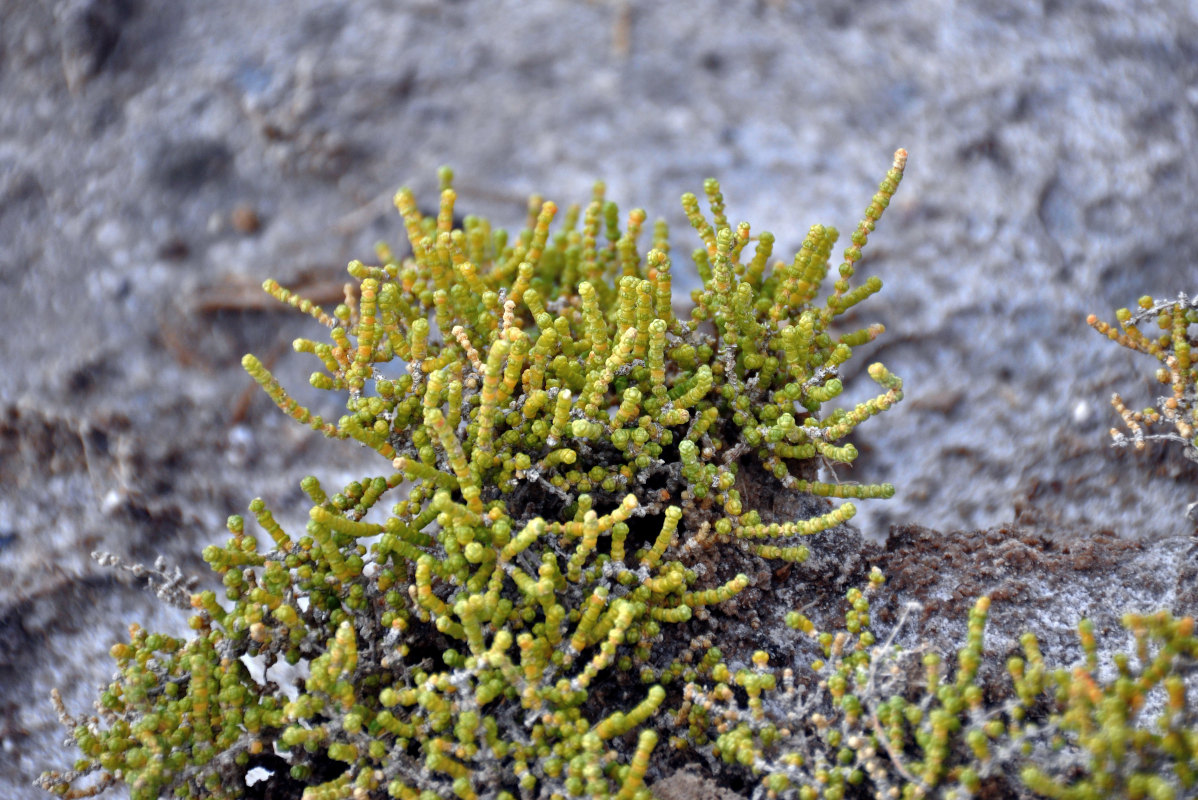 Image of Halocnemum strobilaceum specimen.