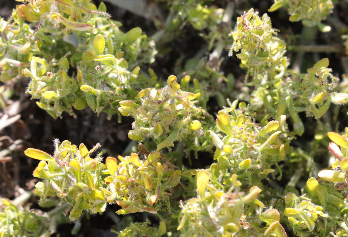 Image of genus Cruciata specimen.