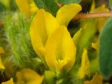 Astragalus pubiflorus