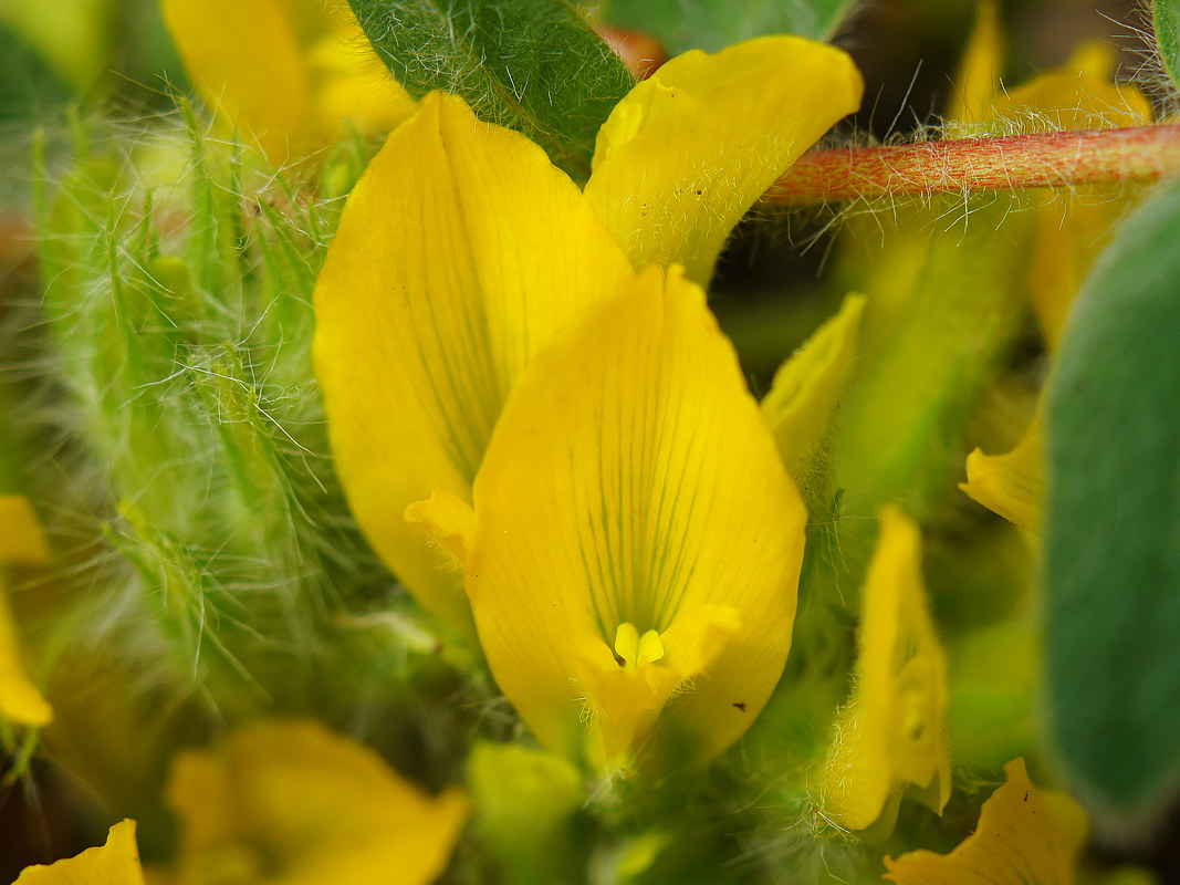 Изображение особи Astragalus pubiflorus.