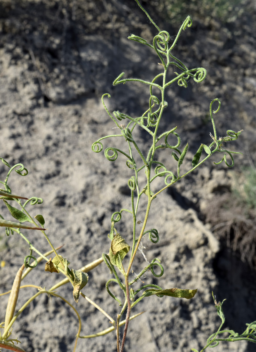 Изображение особи Strigosella brevipes.