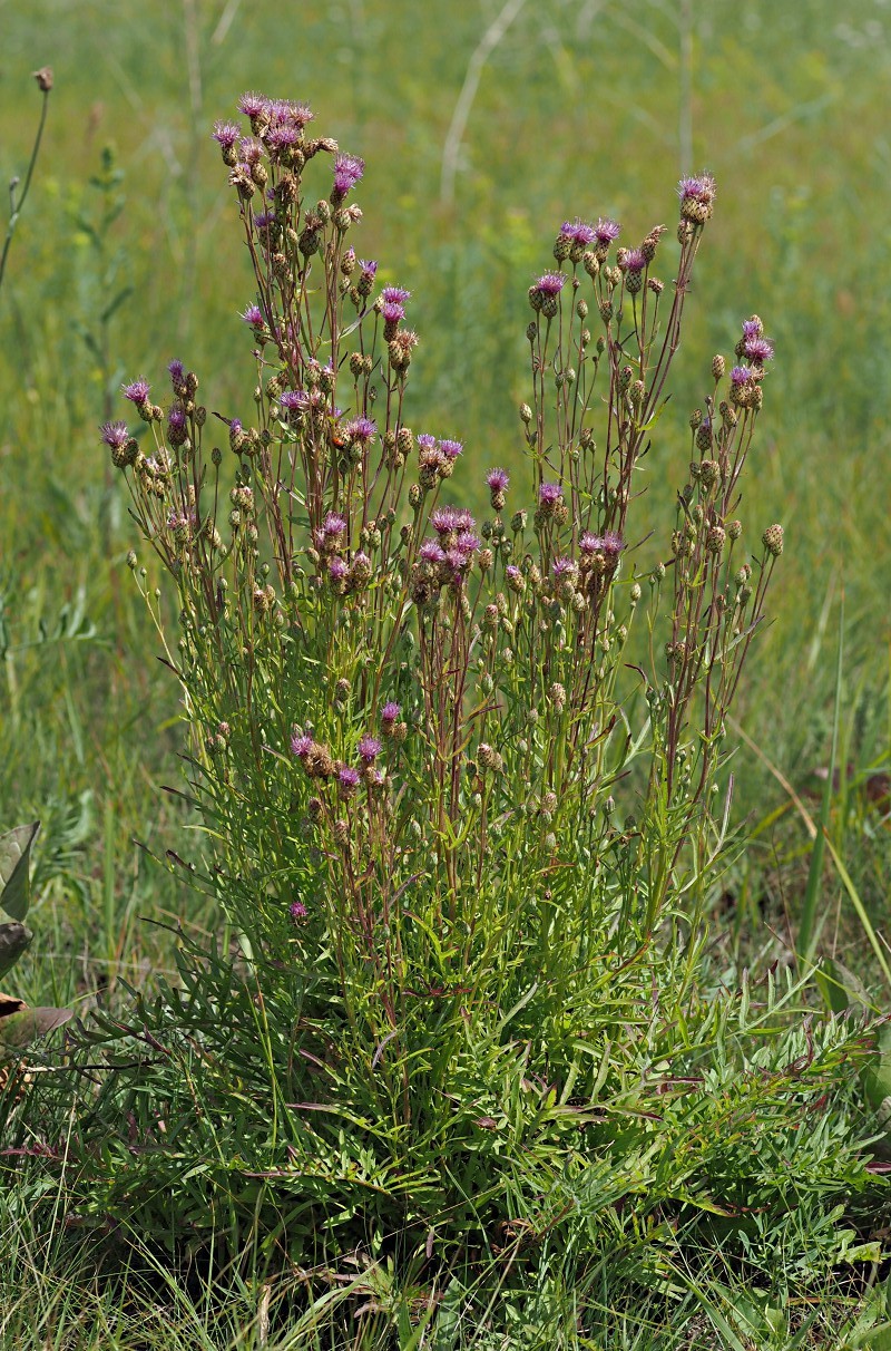 Image of genus Centaurea specimen.