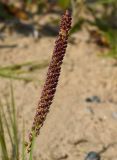 Plantago uliginosa. Соплодие. Татарстан, г. Казань, левый берег р. Казанка, песчаный участок. 12.08.2021.