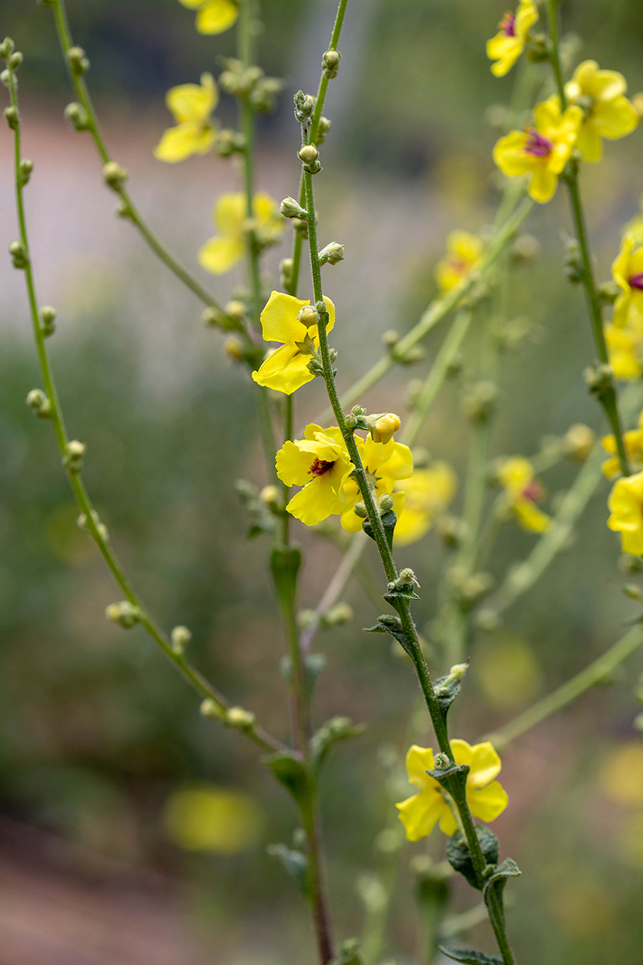 Изображение особи Verbascum sinuatum.