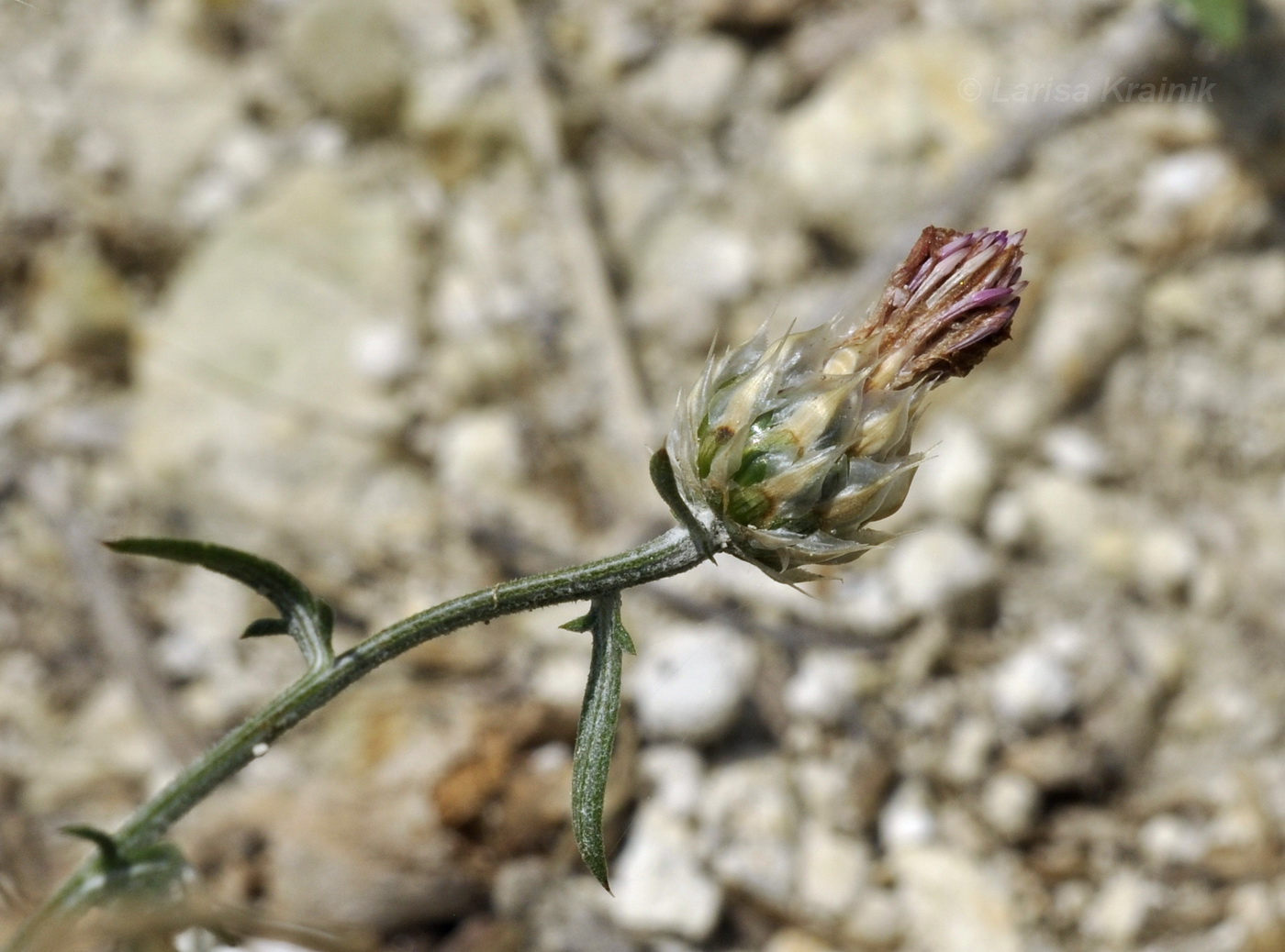 Изображение особи Centaurea sterilis.