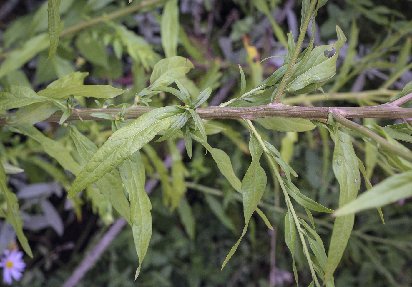 Image of familia Asteraceae specimen.