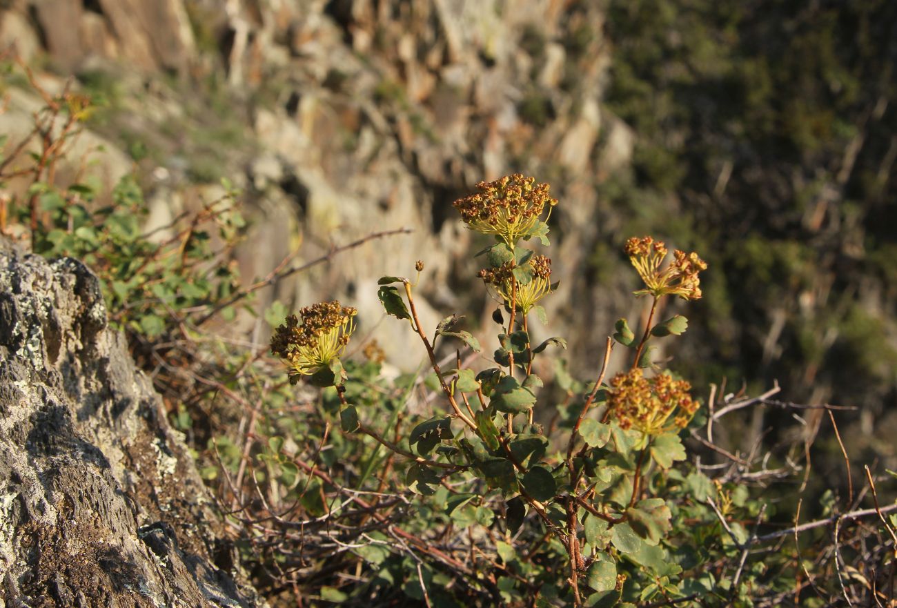 Image of Spiraea trilobata specimen.