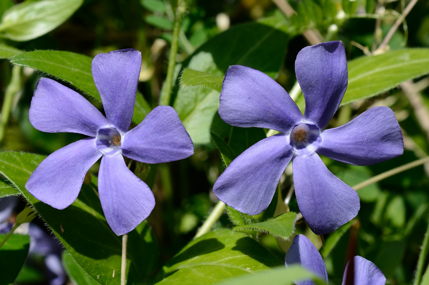 Image of Vinca major specimen.