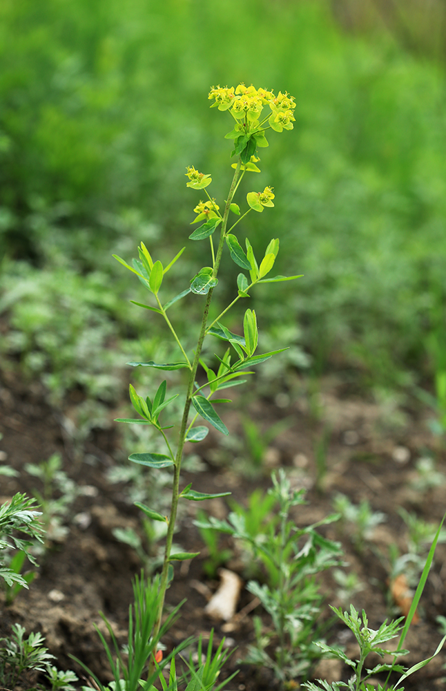 Image of Euphorbia mandshurica specimen.