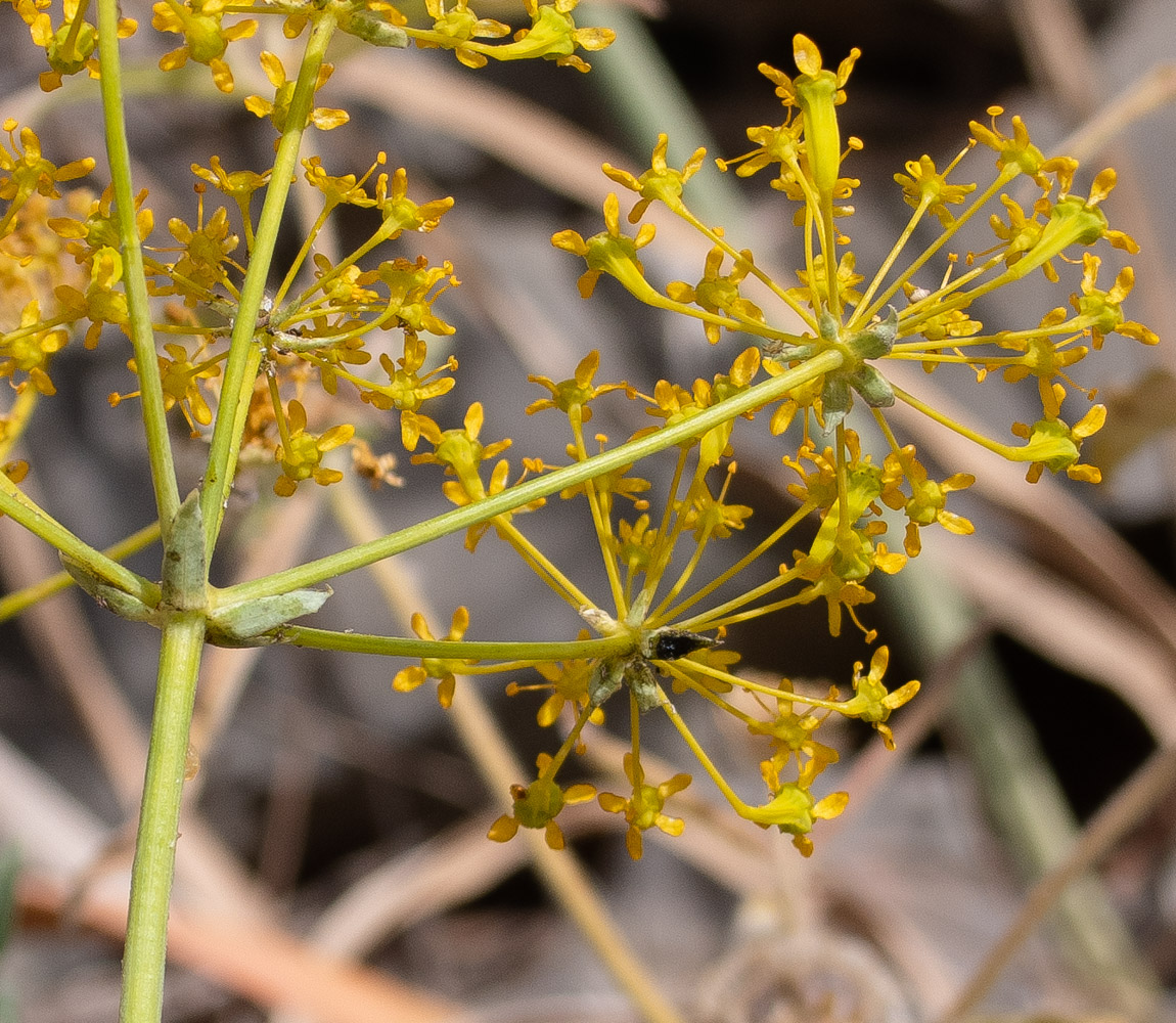 Image of Heptaptera anisopetala specimen.