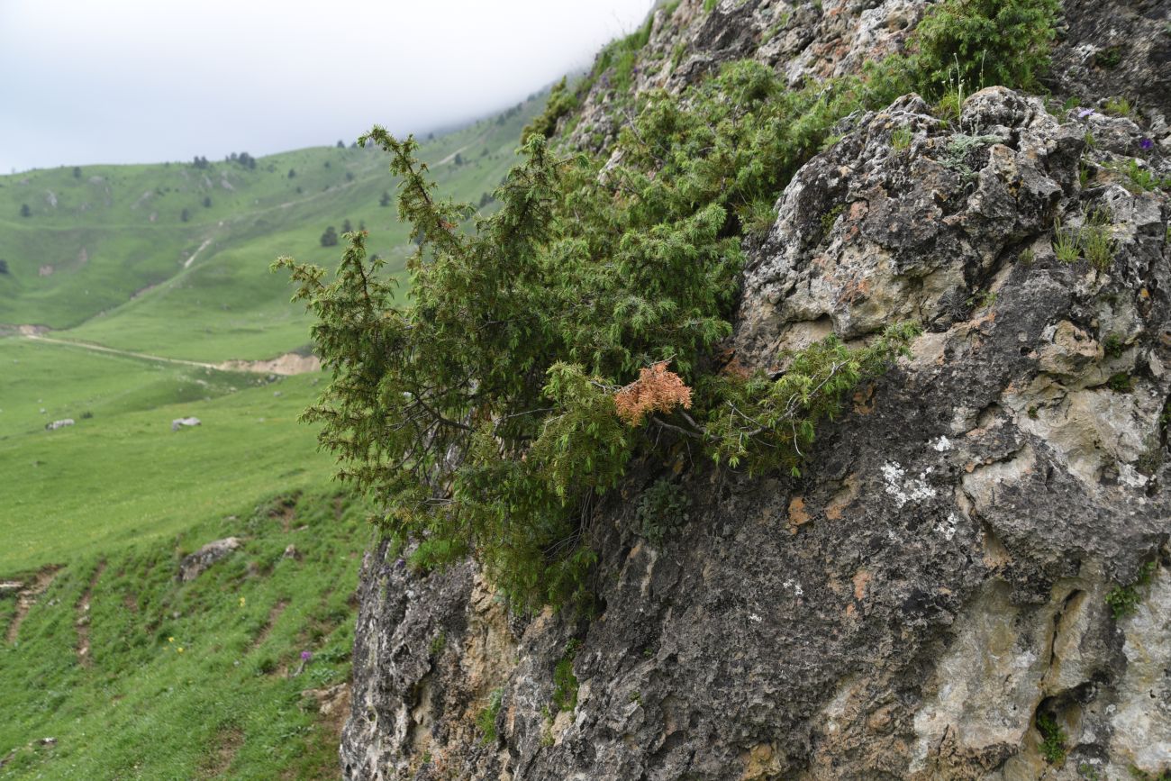 Image of Juniperus oblonga specimen.