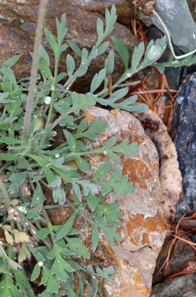 Image of genus Papaver specimen.