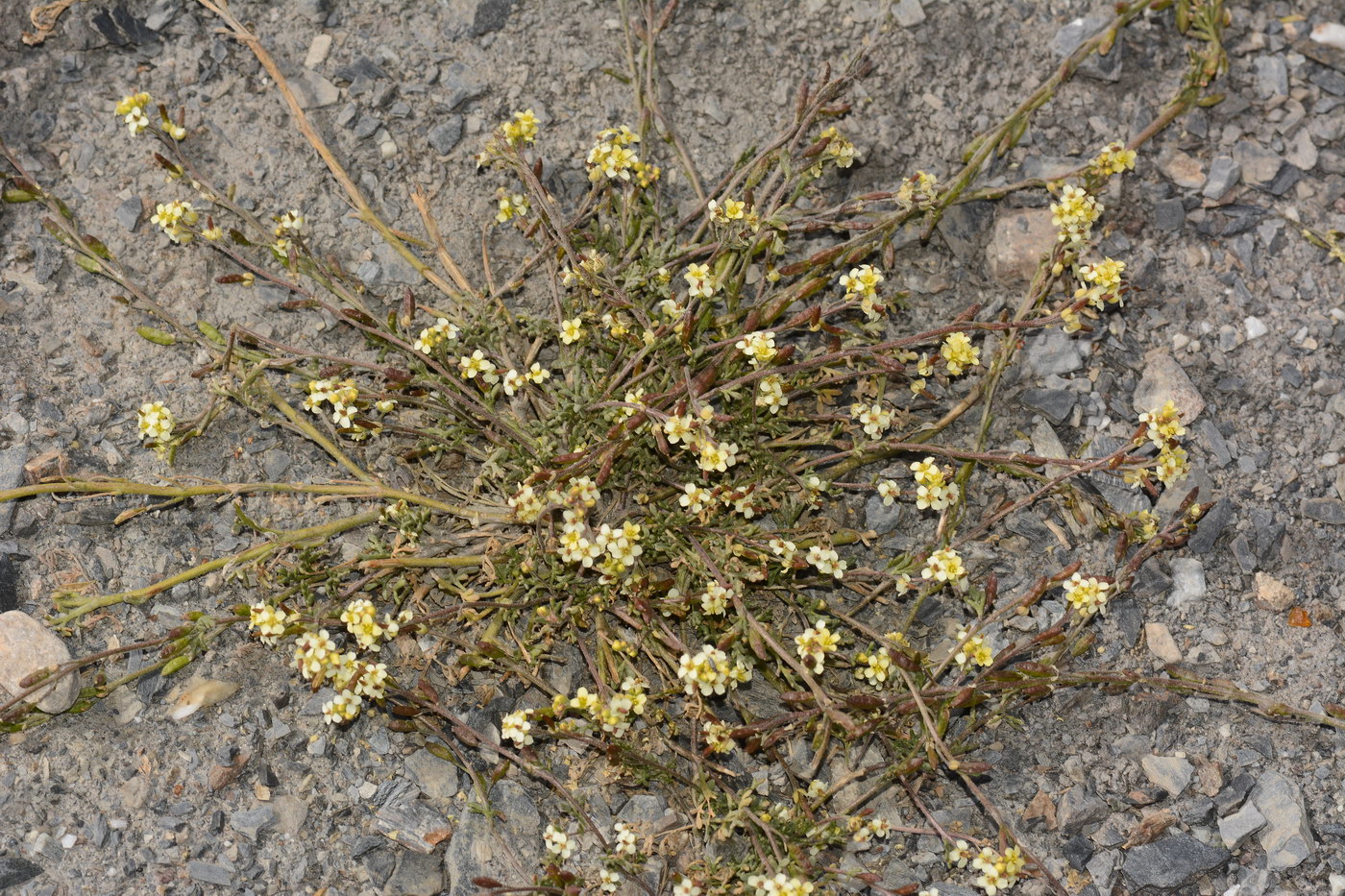 Image of Hedinia tibetica specimen.