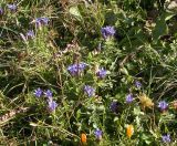 Gentiana septemfida