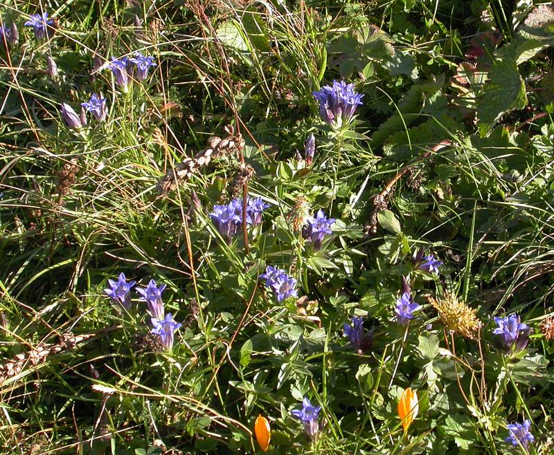 Изображение особи Gentiana septemfida.