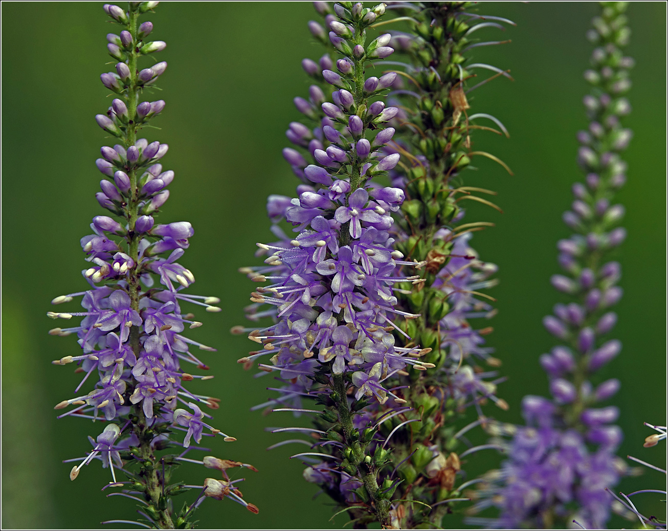 Изображение особи Veronica longifolia.