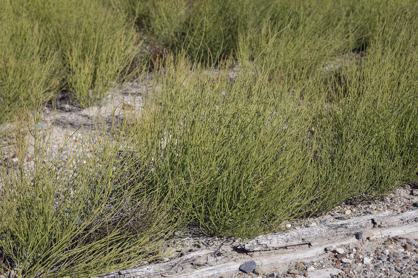 Image of Equisetum arvense specimen.