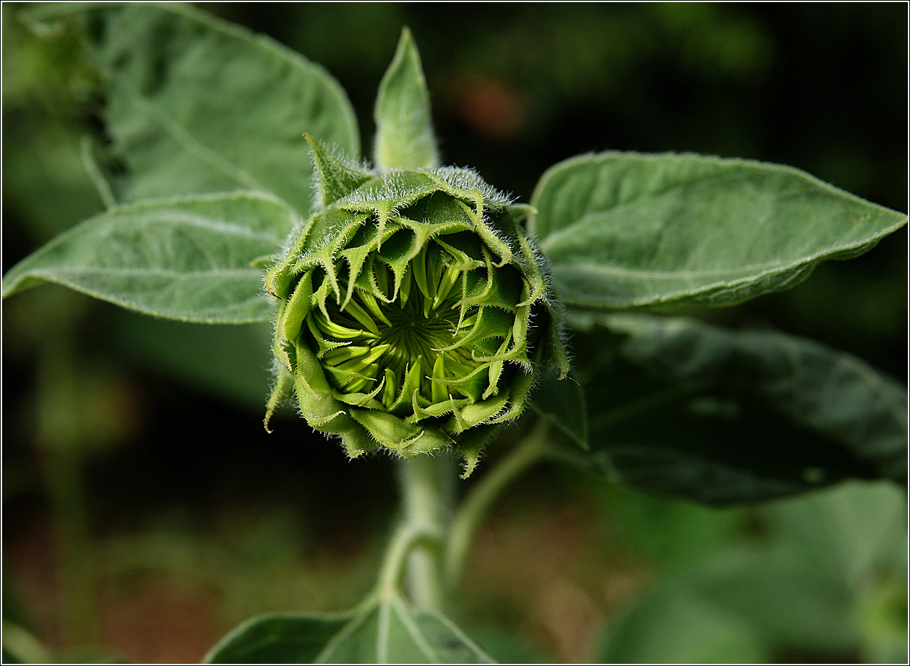 Image of Helianthus annuus specimen.