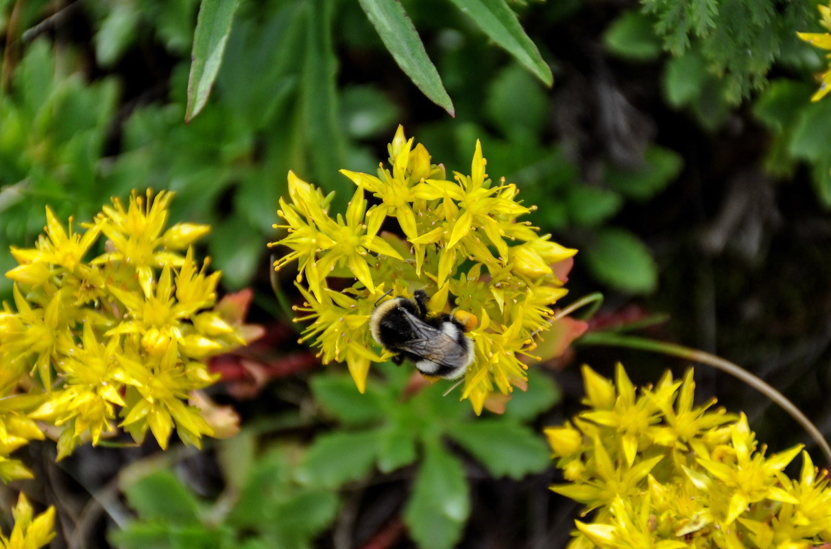 Изображение особи Aizopsis hybrida.