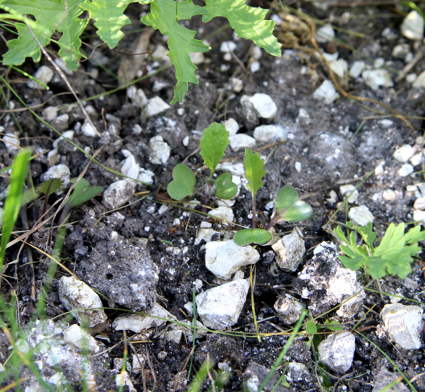 Image of Crambe tataria specimen.