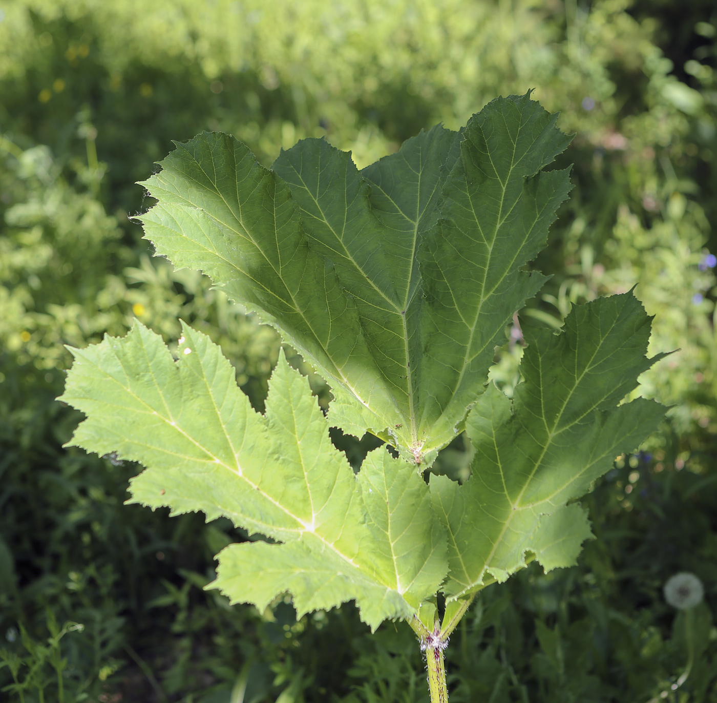 Image of Heracleum sosnowskyi specimen.