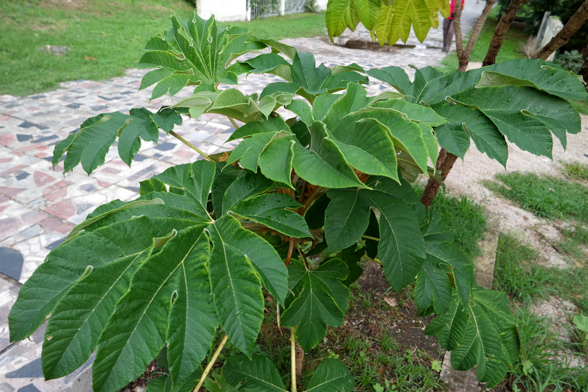 Изображение особи Tetrapanax papyrifer.